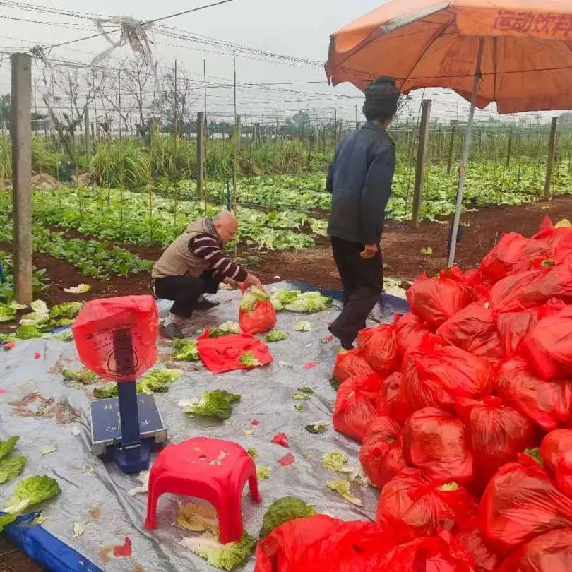 91成人
党委持续开展消费帮扶促农增收活动